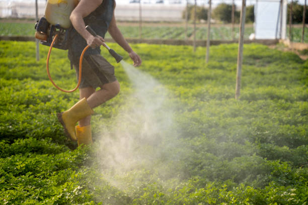Best Pest Control Near Me in Mescal, AZ