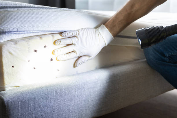 Best Residential Pest Control  in Mescal, AZ