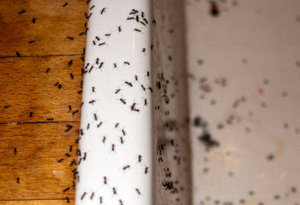 Best Affordable Pest Control Services  in Mescal, AZ