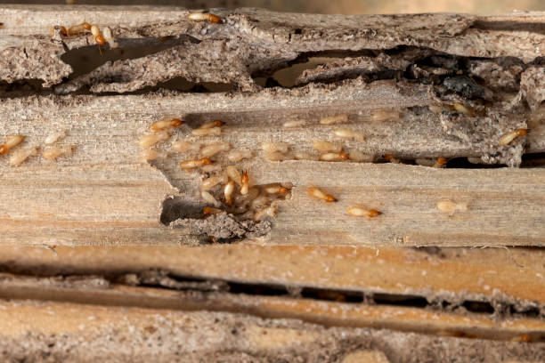 Best Flea Control Services  in Mescal, AZ
